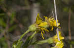 Maryland goldenaster